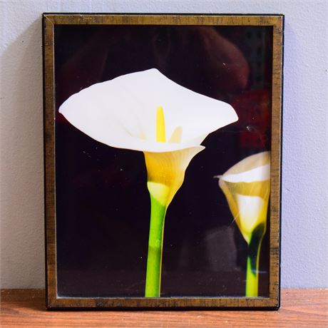 Framed Photo of of an Arum Lily