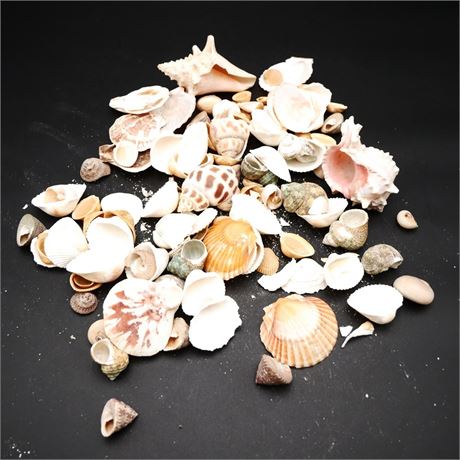Assortment of Small/Medium-Size Seashells