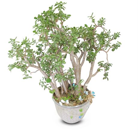 Large Jade Plant in Allen Roth Planter